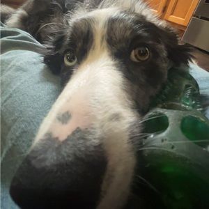 Meet your Posher, Danica